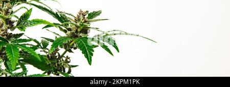 closeup of young marijuana bush growing with fresh bright leaves, cultivation of cannabis in domestic environment, hemp in initial stage of growth Stock Photo