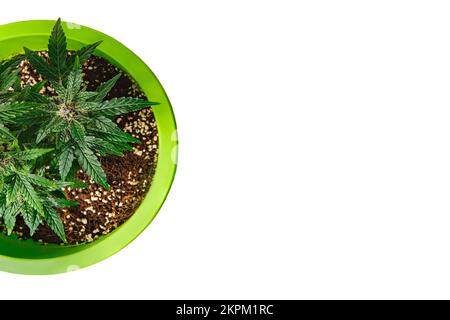 concept of growing cannabis in pot. Growing marijuana cannabis plants on white background top view Stock Photo