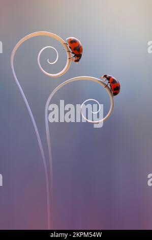 Close-up of two Ladybugs on a spiral leaf, Indonesia Stock Photo