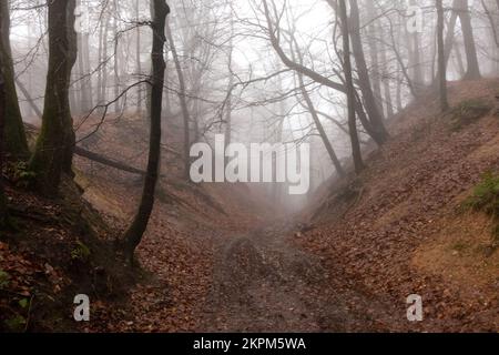 Coldharbour, November 27th 2022: Leith Hill in Surrey on a foggy autumn afternoon Stock Photo