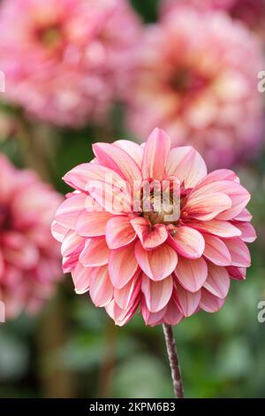Dahlia 'Seniors Hope', decorative dahlia, shades of pink flowers Stock Photo