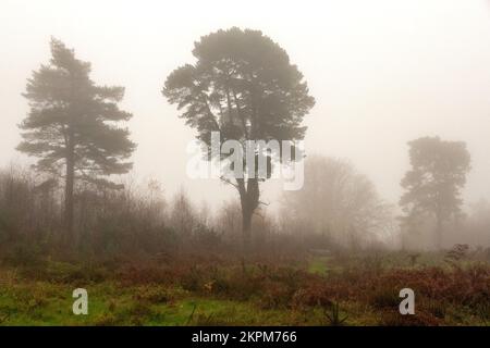 Coldharbour, November 27th 2022: Leith Hill in Surrey on a foggy autumn afternoon Stock Photo