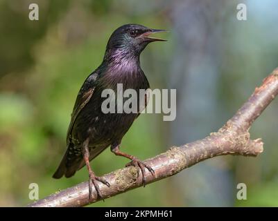 Common Starling (sturnus vulgaris) cries and sings with wide open beak on small perch at spring season Stock Photo
