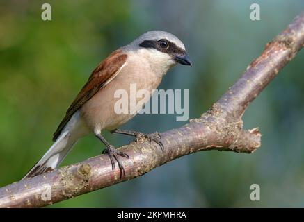 Male Red-backed Shrike (lanius collurio) perched on a lichen branch with interesting look in warm season Stock Photo