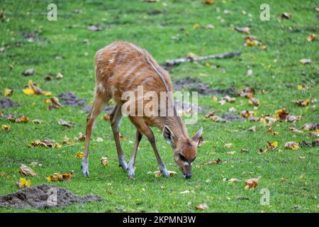 The sitatunga or marshbuck (Tragelaphus spekii gratus) grazing in the meadow, swamp-dwelling antelope in the family Bovidae, native region: central Af Stock Photo