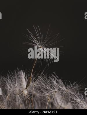 Close-up of the seeds on a dandelion clock plant. Stock Photo