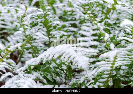 Snow on the green grass. Snow in the spring. The first snow on the grass and bushes. Stock Photo
