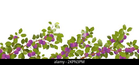 Branch plum with ripe fruits. Bottom border. Garden plant with edible harvest. Seamless composition. Branch with foliage and leaves. Isolated on white Stock Vector