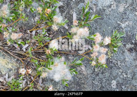 Kriech-Weide, Kriechweide, mit Samen, Samenwolle, Salix repens, creeping willow, le saule rampant Stock Photo