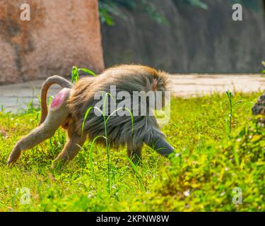 A Baboon running in the ground Stock Photo