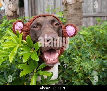 Portrait of a German shorthaired pointer dog wearing a bear hat with ears in a garden Stock Photo