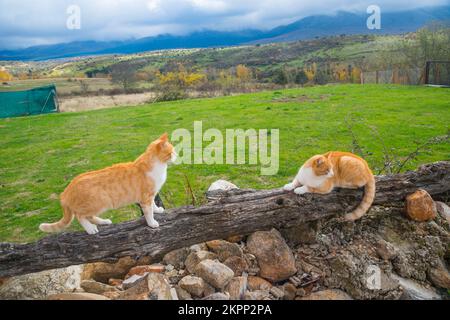 Two cats in the countryside. Stock Photo