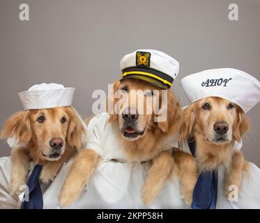 Portrait of three golden retriever dogs dressed as sailors Stock Photo