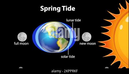Diagram showing spring tides illustration Stock Vector