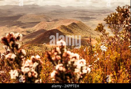 Pristine spring toned landscape on obscured mountain dwelling flowers overlooking vast untouched ranges. Taken: Mount Zeehan, Tasmania, Australia Stock Photo