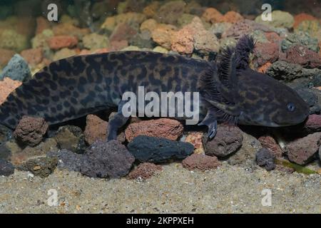 Closeup on adult critically endangered neotenic Anderson's salamander ,Ambystoma andersoni underwater Stock Photo