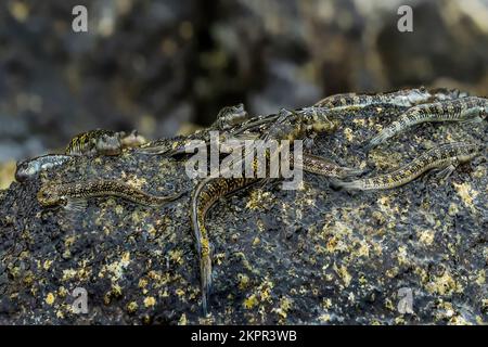 Jumping amphibious fish (rockskippers, leaping blennies), genus Alticus ...