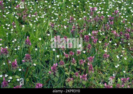 Grassland style. Field of violet flower. Wild flower in meadow in sunny summer. Stock Photo