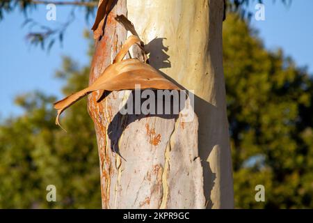 Bark peeling off from the trunk of Eucalyptus tree in Sydney, New South Wales, Australia (Photo by Tara Chand Malhotra) Stock Photo