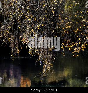 Pendulous Silver Biirch tree branches overhang the waters of a woodland pool. Showing  beautiful backlit leaves of yellow and gold Autumn colour Stock Photo