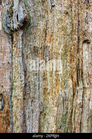 Close up detail of texture, colour and shape of old Oak tree trunk in ancient oak woodland in winter on Cannock Chase AONB Area of Outstanding Natural Stock Photo