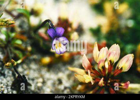 Dwarf Pansy (Viola kitaibeliana) with a white clover flower close to Rushy bay on the island of Bryher in the Isles of Scilly archipelago.Cornwall. UK Stock Photo