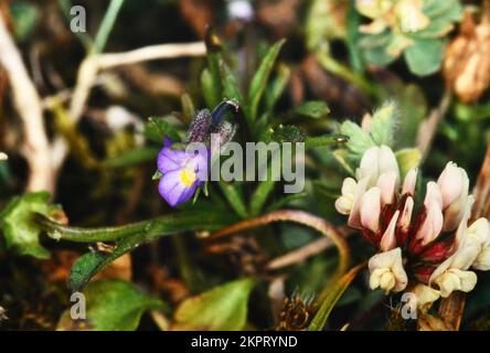 Dwarf Pansy (Viola kitaibeliana) with a white clover flower close to Rushy bay on the island of Bryher in the Isles of Scilly archipelago.Cornwall. UK Stock Photo