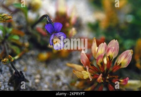 Dwarf Pansy (Viola kitaibeliana) with a white clover flower close to Rushy bay on the island of Bryher in the Isles of Scilly archipelago.Cornwall. UK Stock Photo