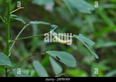 A red fire ant is walking on the stem of a Cassia Tora leaflet away from the dead caterpillar body hanging under the leaf Stock Photo