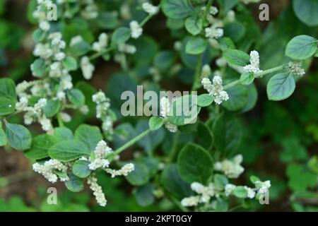 High angle view of few tiny clusters of flowers blooming on in the leaf axils of the a Mountain knot grass also known as Polpala (Aerva Lanata) Stock Photo