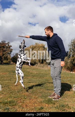 A guy plays with his Dalmatian dog with a stick. Stock Photo