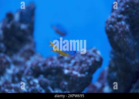 Azure Damselfish, Chrysiptera hemicyanea, swimming on a reef tank with blurred background. download image Stock Photo