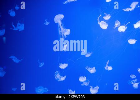 Background of Jellyfish Atlantic Sea Nettle, Chrysaora quinquecirhha. Blue neon glow light effect. download image Stock Photo