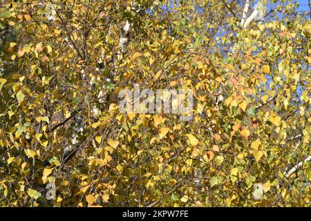 Yellow leaves of white colored birch tree brightly illuminated on a sunny day on a blue sky background. Beauty in nature. Autumn colors. Stock Photo