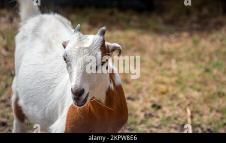 An adorable young short earred goat enjoys nibbling on some tasty straw. Bokeh. Stock Photo