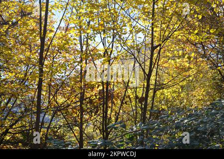 Bright vibrant colored yellow leaves of trees in the sunshine. Mountain landscape. Autumn motives. November in Northern Italy. Alps. Lake Como. Stock Photo