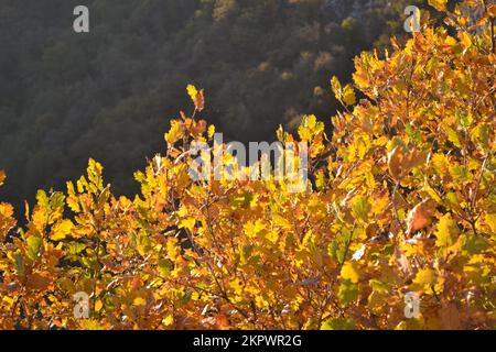 Bright vibrant colored yellow leaves of trees in the sunshine. Mountain landscape. Autumn motives. November in Northern Italy. Alps. Lake Como. Stock Photo