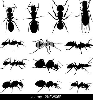 ants silhouette collection vector Stock Vector Image & Art - Alamy