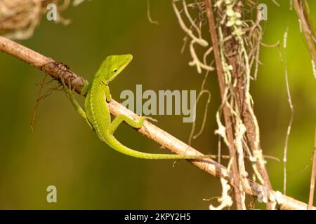 Green Anole Climbing on a Leaf Stock Photo