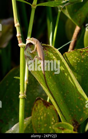 Green Anole Climbing on a Leaf Stock Photo
