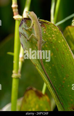 Green Anole Climbing on a Leaf Stock Photo