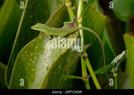 Green Anole Climbing on a Leaf Stock Photo