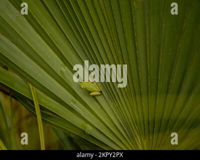 Green Tree Frog on Palm Leaves Stock Photo