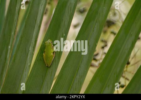 Green Tree Frog on Palm Leaves Stock Photo