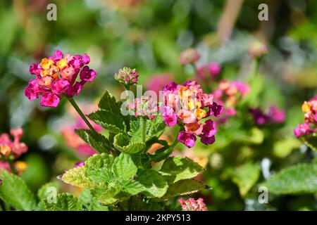 Pink Flower Close up at a botanical garden in New Mexico Stock Photo