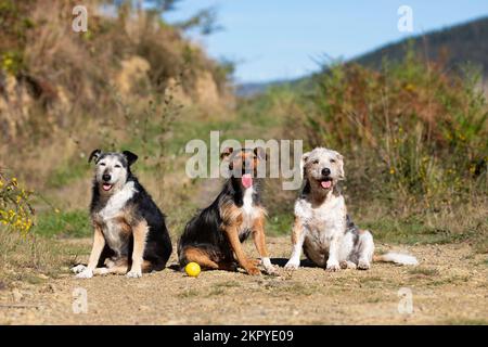 portrait of three dogs looking at the camera with tongues out after playing with the yellow ball. old beagle and buzzard and young bodeguero. copy spa Stock Photo
