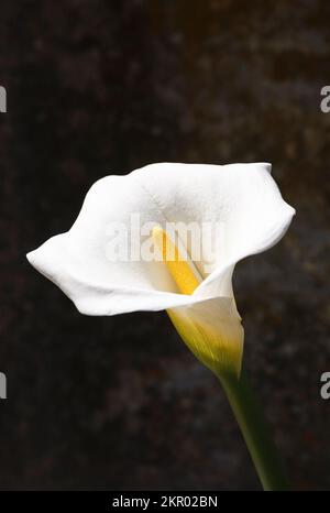 Calla lily 'Alcatraz flower' (Zantedeschia aethiopica) growing on Alcatraz Island, San Francisco, California Stock Photo