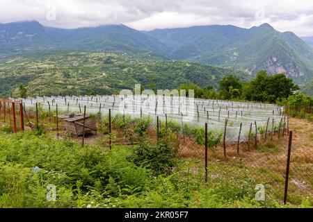 Countryside vineyard in Georgia covered with protective vineyard netting, protection from insects, birds and hail. Khvamli Mountain range in Racha. Stock Photo