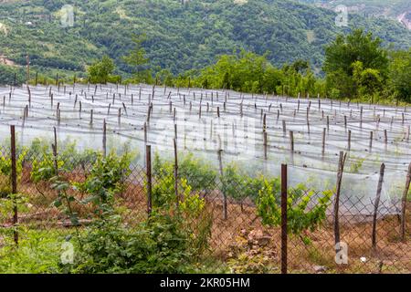 Countryside vineyard in Georgia covered with protective vineyard netting, protection from insects, birds and hail. Khvamli Mountain range in Racha. Stock Photo