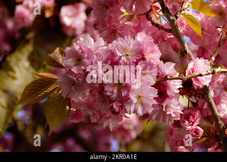 a scenic view a hanging branch of Japanese flowering cherry (Prunus serrulata 'Kanzan') with lush pink flowers on a tranquil spring day in Meersburg Stock Photo